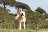 AKITA AMERICAIN 025
